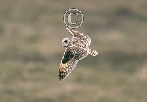 Short-eared Owl in Flight DM0912